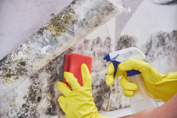 Lyons, OR Mold Removal Services Company